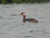 Red-necked Grebe at Paglesham Lagoon (Steve Arlow) (29662 bytes)